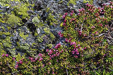 十大黄色app：极速风暴，盘点十款标志性黄色赛车游戏-4