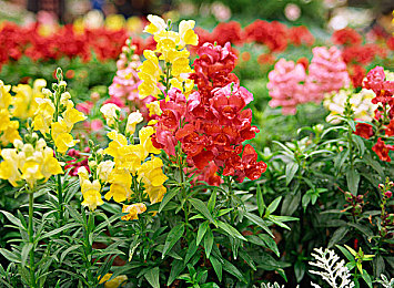 吃瓜91：探索极限竞速地平线5，在风驰电掣中邂逅墨西哥的隐藏奇趣-4