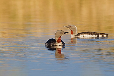 黄色APP每天三次:地平线5拍卖行稀有车刷新攻略,每日三次机会别错过-5