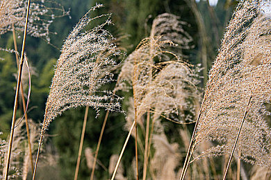 pixiv加速器永久免费：地平线5涂装编辑器更新，全球玩家共创动漫赛车艺术风潮-3