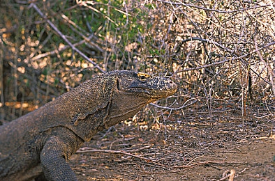 国产区91：霓虹街道的像素漂移，国产赛车记忆巡礼-2