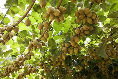 国产成人综合视频：都市狂飙新作深度评测，揭秘虚构霓虹城的竞速真相与成人内涵-5