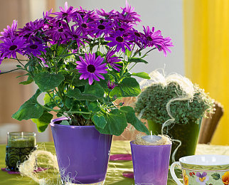 老公和我闺蜜3p被两个男人伺候:极速三角双擎对决,体验动态协作与三角追逐的竞速艺术-3