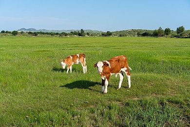 意大利野人泰山和珍妮：丛林狂飙，机械师与荒野的浪漫竞速之旅-2