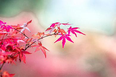 91吃瓜群众：极限竞速地平线5全新攻略，教你如何成为赛道边的专业观察家-3