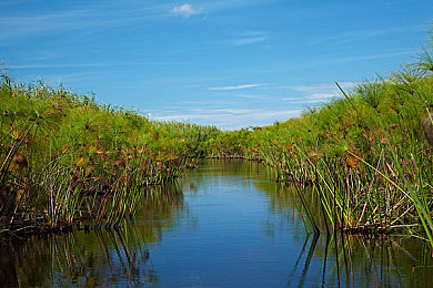 黄OPPO：黄金荣耀之路，操作之王的终极试炼场-1
