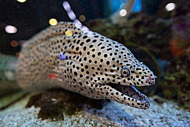 美国大屁股：经典肌肉车狂野回归，开放世界竞速新作今日震撼发布-3