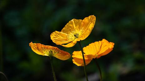 国产男男Gay 体育生白袜：极速同心，双人共驭，赛道上的完美协奏曲-2