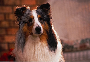 免费下载黄软件：驾驭墨西哥风情，解锁闪耀黄金涂装的竞速之旅-2