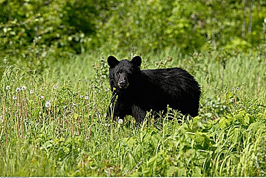 一男一女拔萝卜：田园竞速双人协奏，满载欢笑的丰收拉力之旅-4