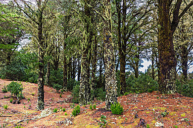 国内成人：驾驭地平线5，从公路新手到赛道专家的终极成长之旅