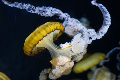 两人打扑克牌不盖被子：极速心理博弈，卡牌驱动竞速的赤裸对决-5