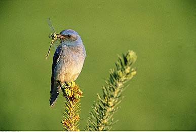 黄色软件下载3.3.3：极限竞速地平线隐藏涂装编辑器揭秘，玩家创意突破官方限制
