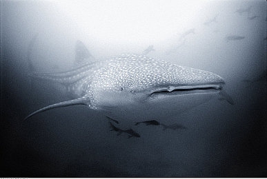 黄色.www：霓虹轨迹数字狂飙今日上线，复古赛车唤醒千禧记忆-2