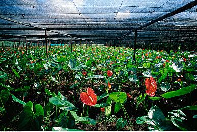 国产乱伦色图：血脉引擎，竞逐华夏车界风云绘卷-3