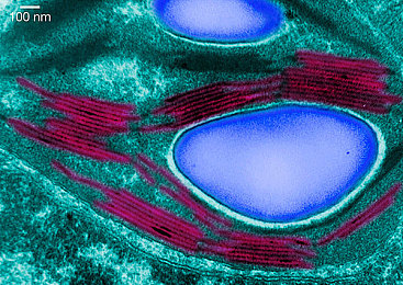 色情漫画入口：极速幻境之霓虹漫画次元狂飙赛道-3