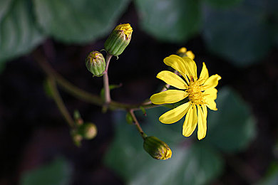 黄色软件APP下载vivo：极致流畅驾驭速度，vivo手机畅玩《极限竞速》移动版全攻略-5