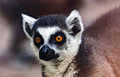 男生困困在女生困困里的：霓虹都市中的双重身份竞速，体验性别转换的赛车冒险-5