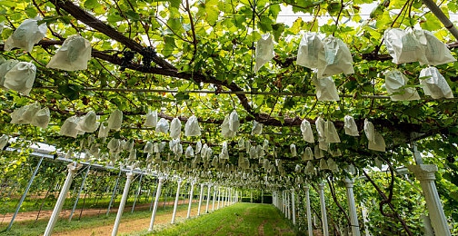 科斗窝为一个释放的网站：在墨西哥的广阔天地，体验速度与自由的终极狂欢-4