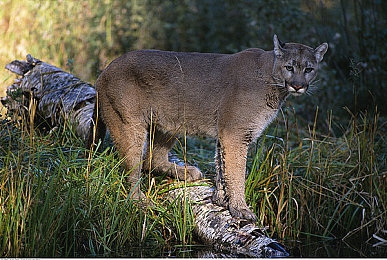 XDEVIOS中文免费版安装2.4.6：极速狂飙，真实驾驶体验与街头竞速的完美融合-2