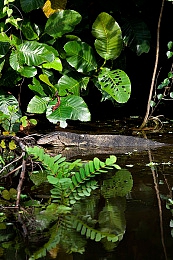 机机对机手机免费版下载安装2025：2025年全新竞速对战游戏上线，免费体验机械狂飙与策略交锋-3