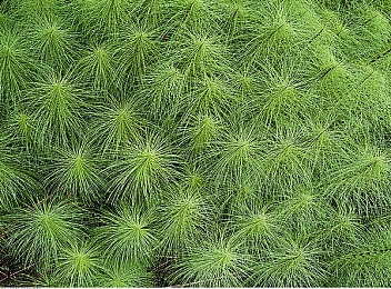 男男爆菊：《极速突围》新版本上线，深度解析后方突袭战术与团队竞速艺术-4