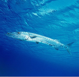 男生插女生APP：双人协同驾驶革新赛车游戏，极速搭档开启默契竞速新纪元-4