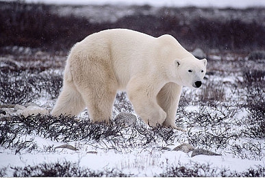 黄色软仵:赛车游戏隐藏玩法揭秘,探索规则之外的创意乐趣-3