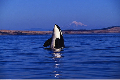 成色网站：极致匠心的车库收藏，打造你的传奇座驾-4