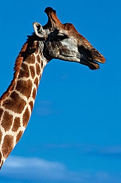 世界最让人不安4黑暗人性：引擎轰鸣下的道德抉择，生存游戏揭露人性深渊-4