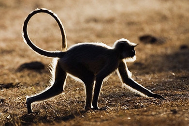 XDEVIOS中文免费版安装2.4.6：极速狂飙，真实驾驶体验与街头竞速的完美融合-3