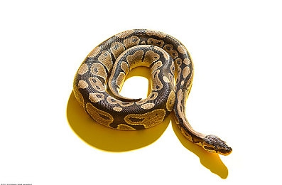 黄片下载3.03的软件：极速重燃，赛道新生，经典竞速的革新之旅-4