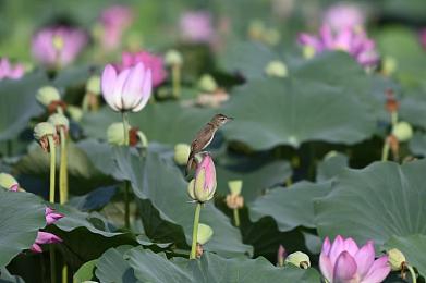 美女奶头应用：极致视觉盛宴，沉浸式赛车游戏细节全解析-3