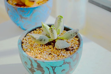 抖音9·1免费:地平线5限时免费领,墨西哥飙车新世界等你探索-3