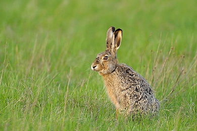 重口双拳头交啤酒瓶交：废土狂飙极限近战，双拳烈焰引爆载具缠斗艺术-2