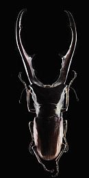 男生查女生软件：极速追踪数据对决，破解对手驾驶习惯赢得赛道-4