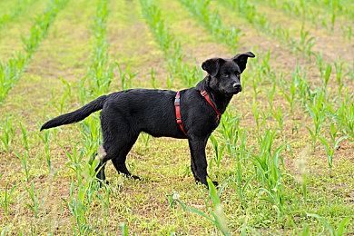 三上悠亚性爱片：霓虹都市极速狂飙，解锁虚拟偶像专属剧情与赛车改装攻略-1