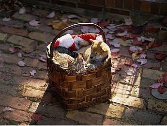 打扑克又庝又叫：王牌车道融合卡牌策略与极速狂飙，体验心理博弈与肾上腺素飙升-4