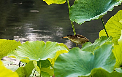 男女剧烈运动打扑克：竞速与卡牌策略完美融合，全新游戏极速牌手赛道争锋今日正式上线-2