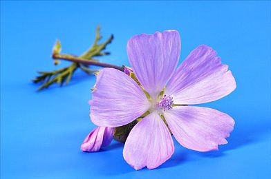 男生和女生那个的app：竞速与情感交织，全新赛车社交游戏今日上线，体验双重深度驾驶之旅-3