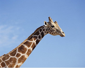 暴走黑料:揭秘隐藏赛道与科幻改装,颠覆传统的竞速新世界-3