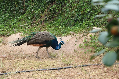 黄色软件视频在线观看：硬核赛车新作引爆改装狂潮，地下赛事与智能警匪追逐成焦点