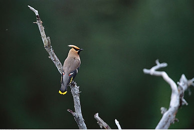 帅小伙酒店自慰Chinese:霓虹夜幕下的地下赛道,隐秘狂飙与改装艺术-5