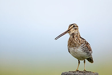 网站黄色下载：极限竞速地平线5黄昏美学指南，金色墨西哥赛道驾驶全解析-2