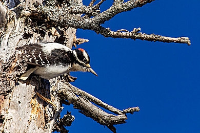 黄色软件app下载3.0.3免费oppo版大全装电影:《街头电影极速光影》全新版本上线,专为OPPO优化带来极致竞速体验-5