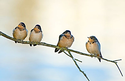 china一区二区三区：从新手到巅峰，征服国服赛道的终极进阶指南-5