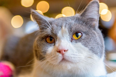 男人与雌性宠物交HD：《狂野机车HD》正式发售，极致拟真驾驶与深度改装系统引爆竞速热潮-3