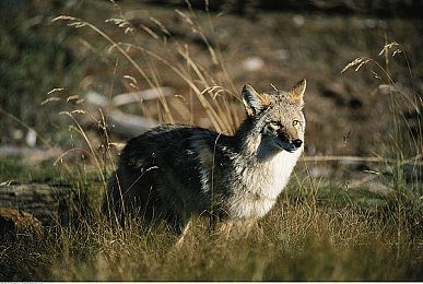 黄色软件破解3.03：极速幻境，破界飞驰的终极试炼与荣耀之旅-3