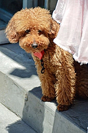 AV成人国产：国产硬核赛车新作发布，征服拟真赛道挑战专业驾驶技巧-3