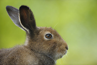 中文国产成人：风驰电掣，钢铁诗篇，华夏座驾的荣耀征程-4